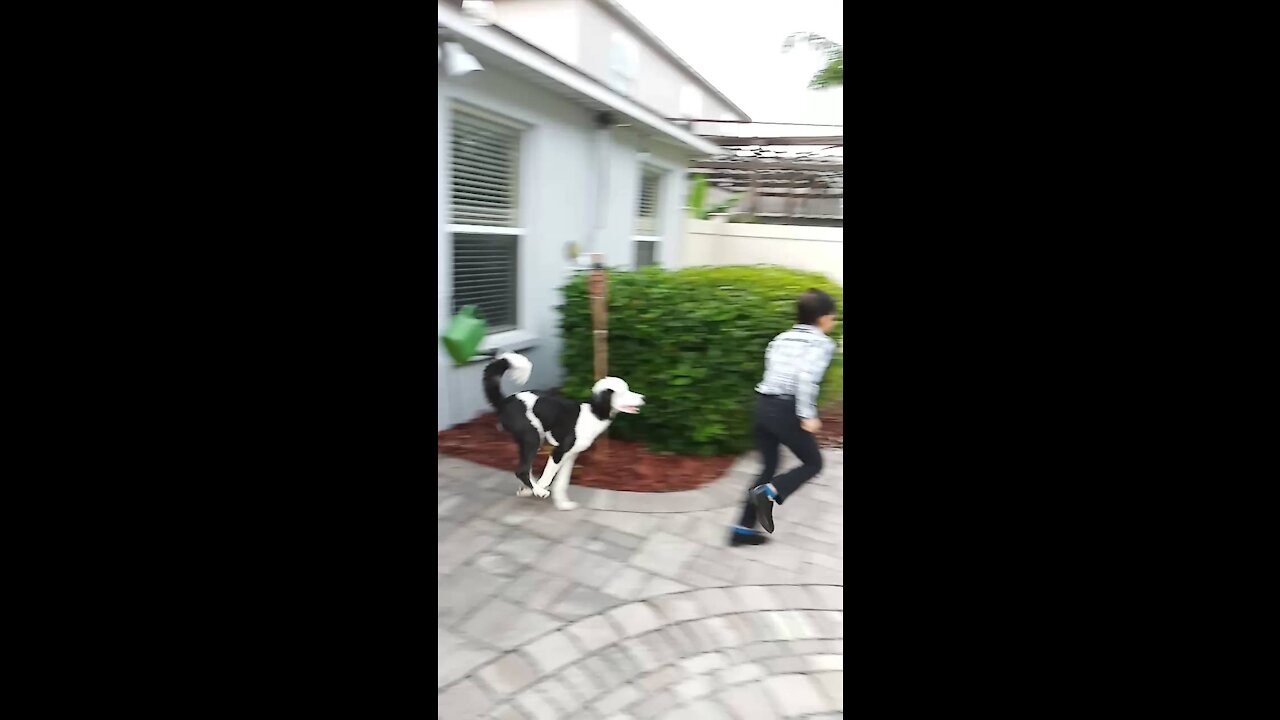 Luna the Sheepadoodle chasing Liam.