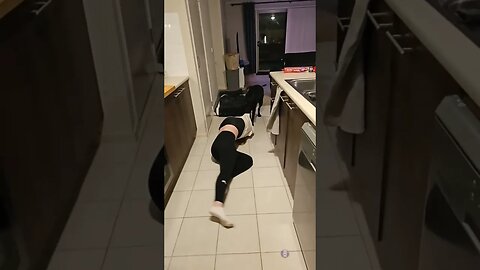 Pet Labrador drags owner around kitchen