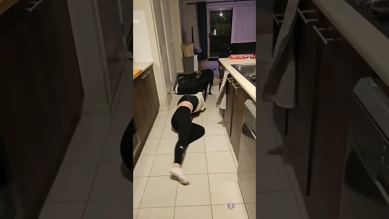 Pet Labrador drags owner around kitchen