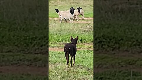 Boris and Jess, Mexican Standoff