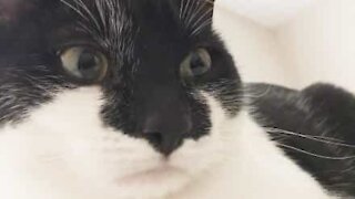 Ce chat est transpercé par un documentaire sur les corbeaux