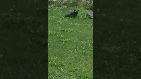 I always think this is a real animal #shorts