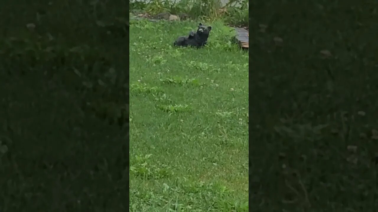 I always think this is a real animal #shorts