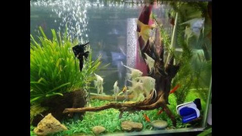 my collection: Angel Fish