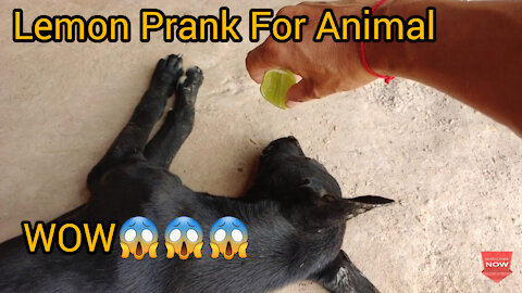 Wow Amazing!!!! Lemon Prank Dog So Funny Try To Stop Laugh Challenge Pranks.