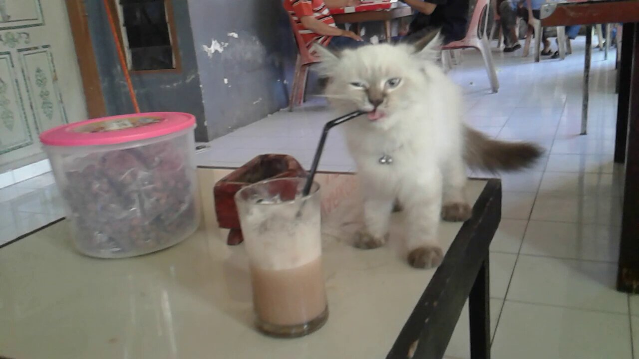 Cute cat : drink milk using a straw