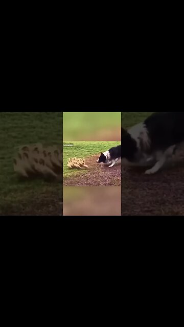 Australian Shepard Herds Cute Ducks