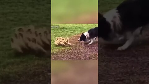 Australian Shepard Herds Cute Ducks