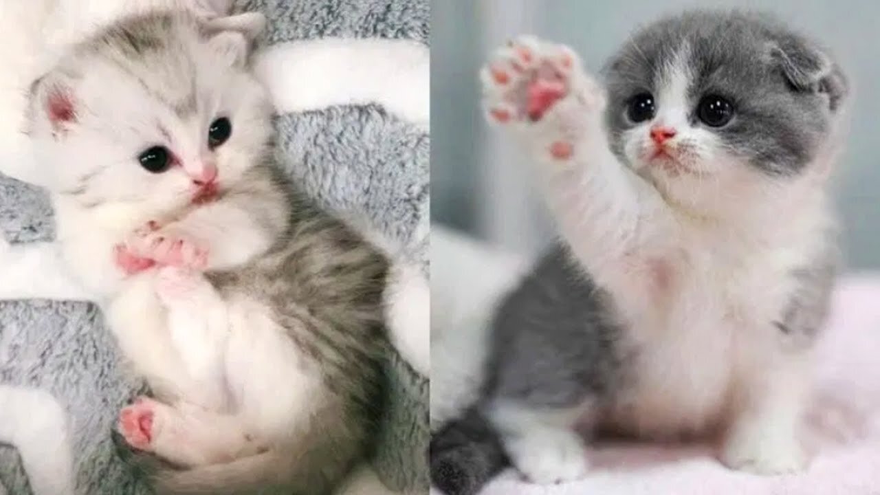 Baby Cats - Cute and Funniest Cat Videos