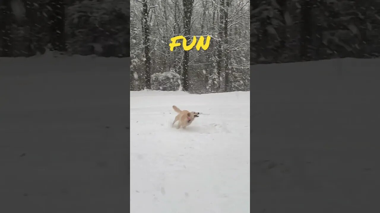 FUN #prepperboss #shorts #goldenretriever #blizzard #snow