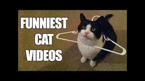 Funny Cat Videos