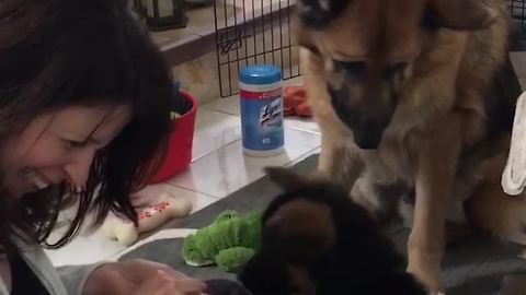 Dog Tries To Shake Hands With Owner While She Teaches Puppy A Trick