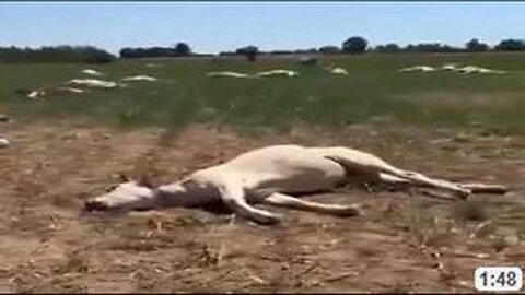 Cull by Vax - Italy 2023 - They All Died, Every One of Them