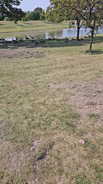 Flock of Geese Chilling