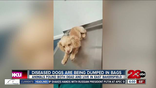 Dogs dumped in East Bakersfield dead and alive