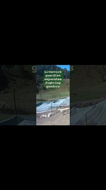 Livestock guardian dog separates fighting ganders #maremma #geese #livestockguardiandog