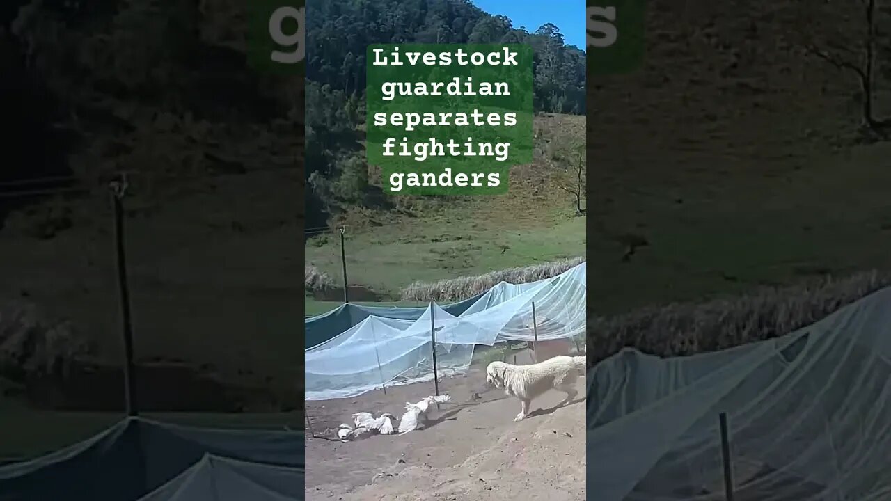 Livestock guardian dog separates fighting ganders #maremma #geese #livestockguardiandog