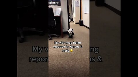 Adorable Puppies in Panda costume - hilarious tiktok #shorts