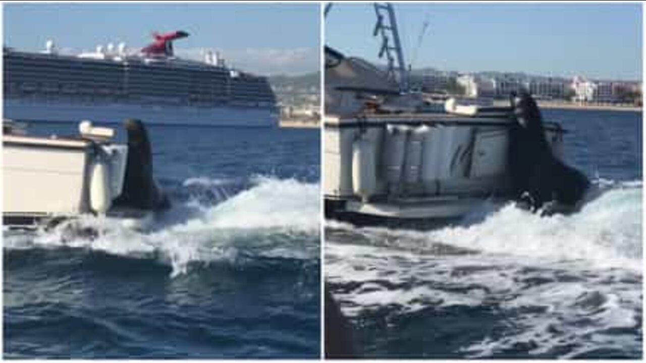 Ce lion de mer effronté s'offre un tour de bateau