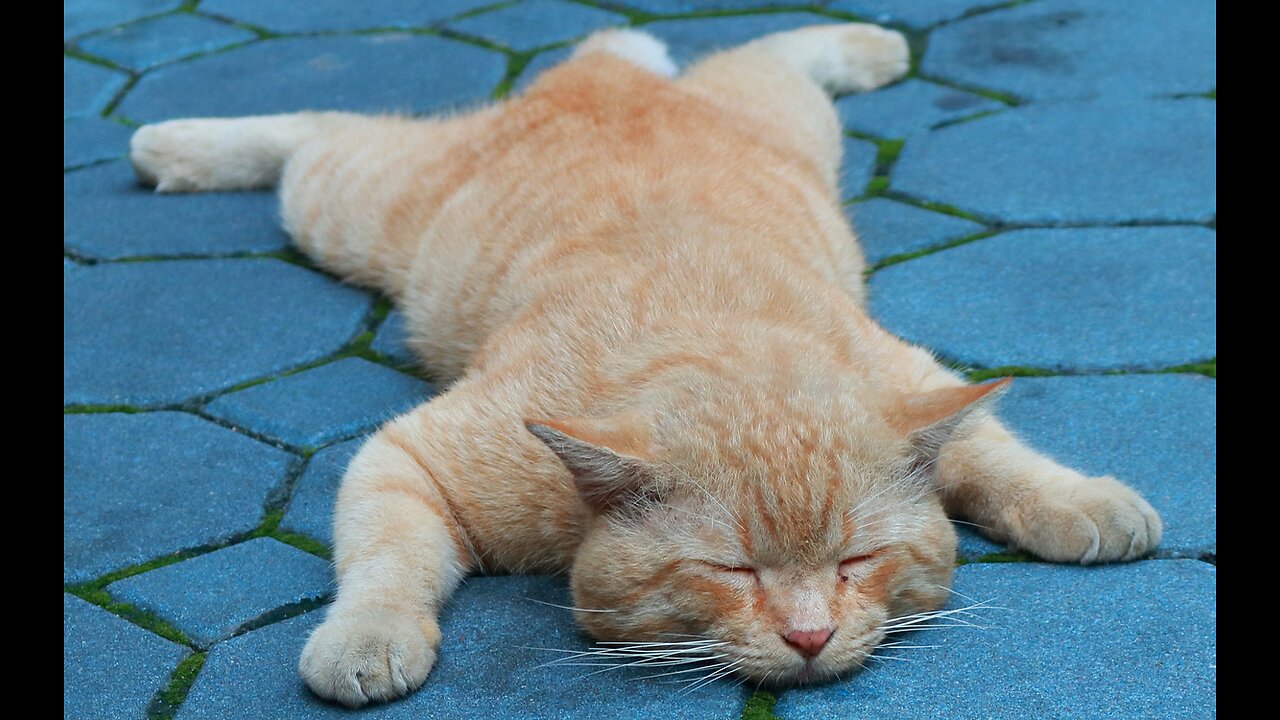 LAZY_CAT