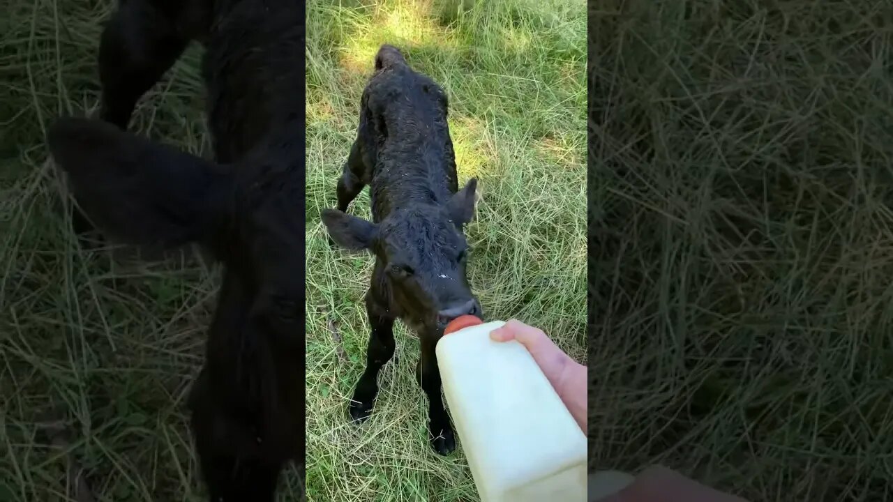 Bottle-fed calf happily waddles over for her breakfast