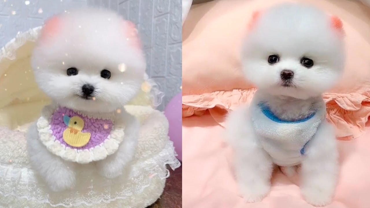 Cute and Funny Pomeranian Videos #Short-video