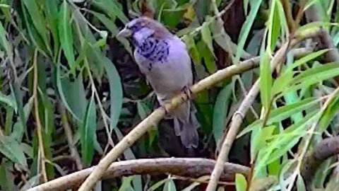 IECV NV #264 - 👀 House Sparrows On A Rainy Day 🐤🐤9-17-2016