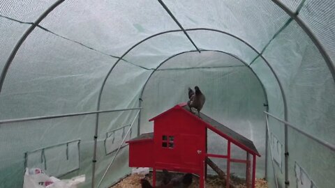 Winter Chicken Coop inside a Hoophouse