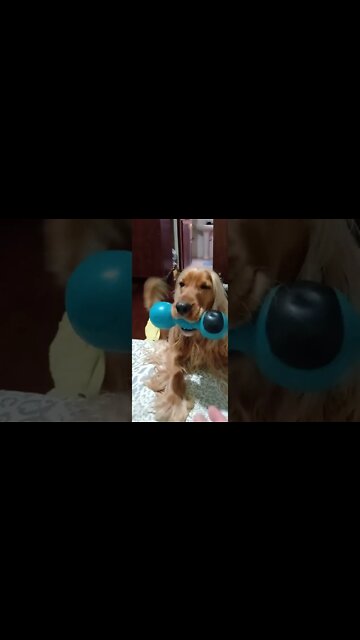 #dogshow, #amimals, #dogs, #shorts