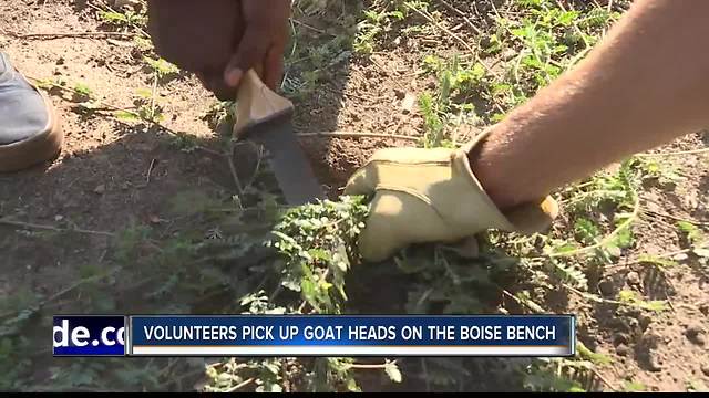 Biking in Boise: Goat Head Festival & mountain bike challenge coming in August