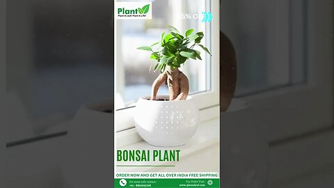 Best Indoor Plant For Home Décor Buy Live Plants Online Plant A Leaf #shorts #plantaleaf