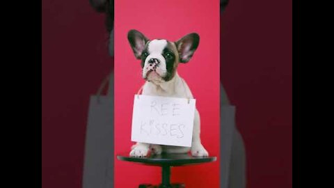 FUNNY & BEAUTIFUL CUTE DOGS VIDEOS #SHORTS #BABYDOG #CUTEDOGS #PUPPIES