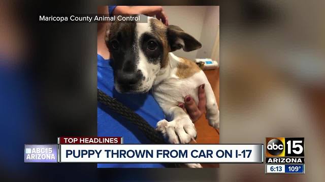 Puppy rescued after it was tossed from a car on the I-17