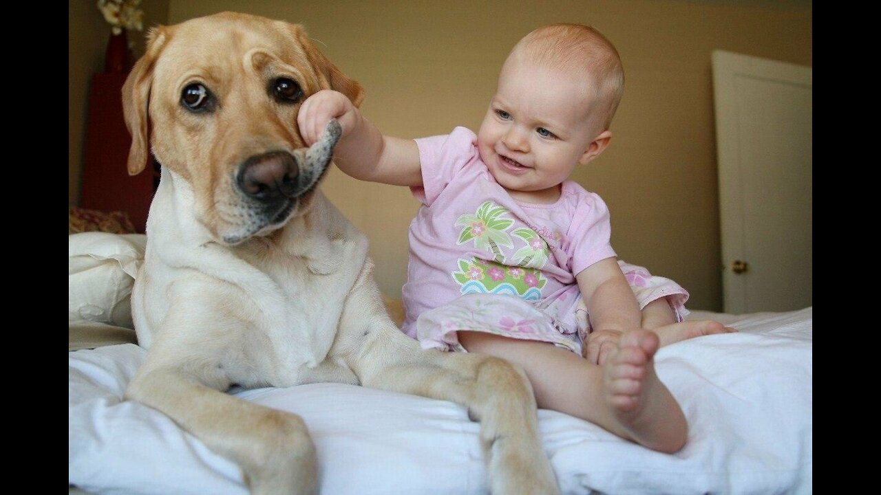 Funny animal videos with children