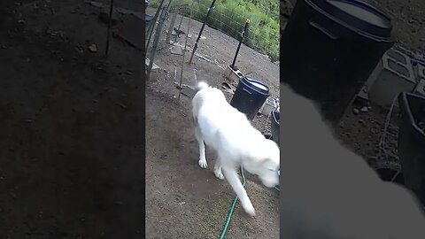 Farm Cam. Maremma pup training to ignore birds