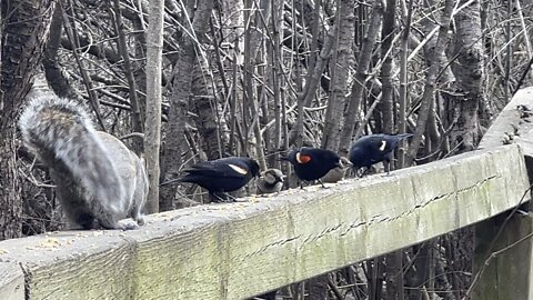 Grey Squirrel and birds