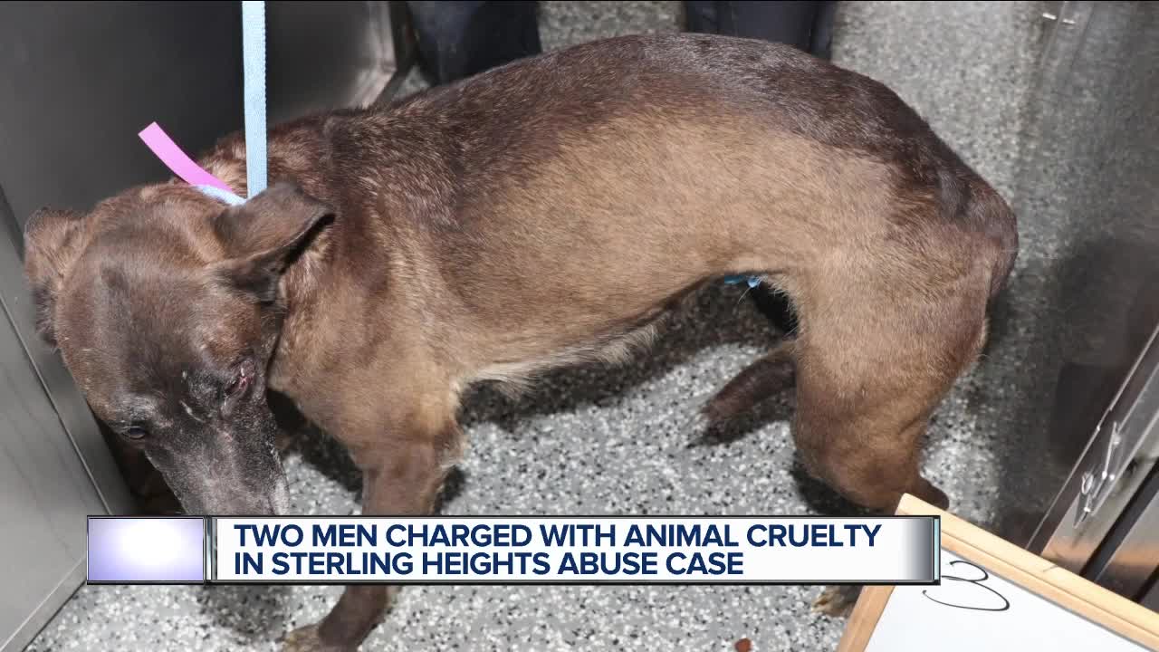 Charges filed against 2 men for animal cruelty following more than 50 dogs found abused in Sterling Heights