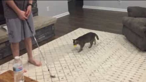 Ce chat est un excellent caddy