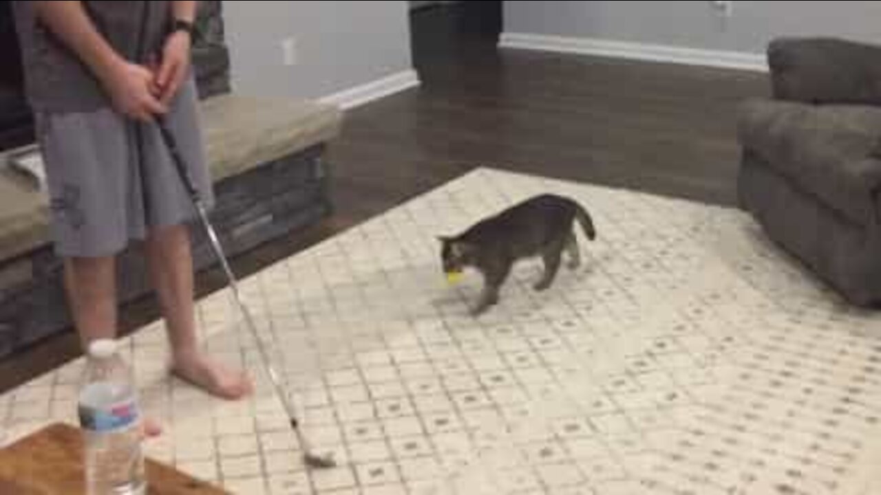 Ce chat est un excellent caddy