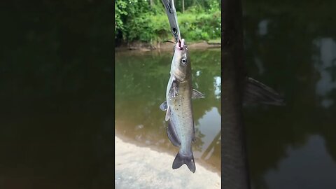 First fish of the day! Channel catfish! #fishing #outdoors #nature