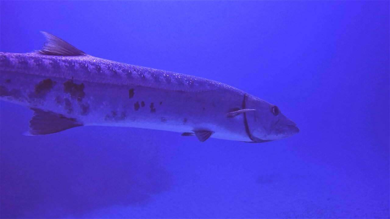 Scuba diver casually swims along within inches of two gigantic barracuda