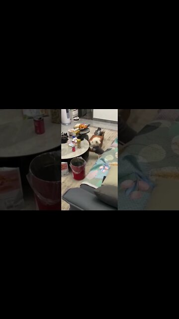 Looks like someone’s been to gymnastics 😂😂