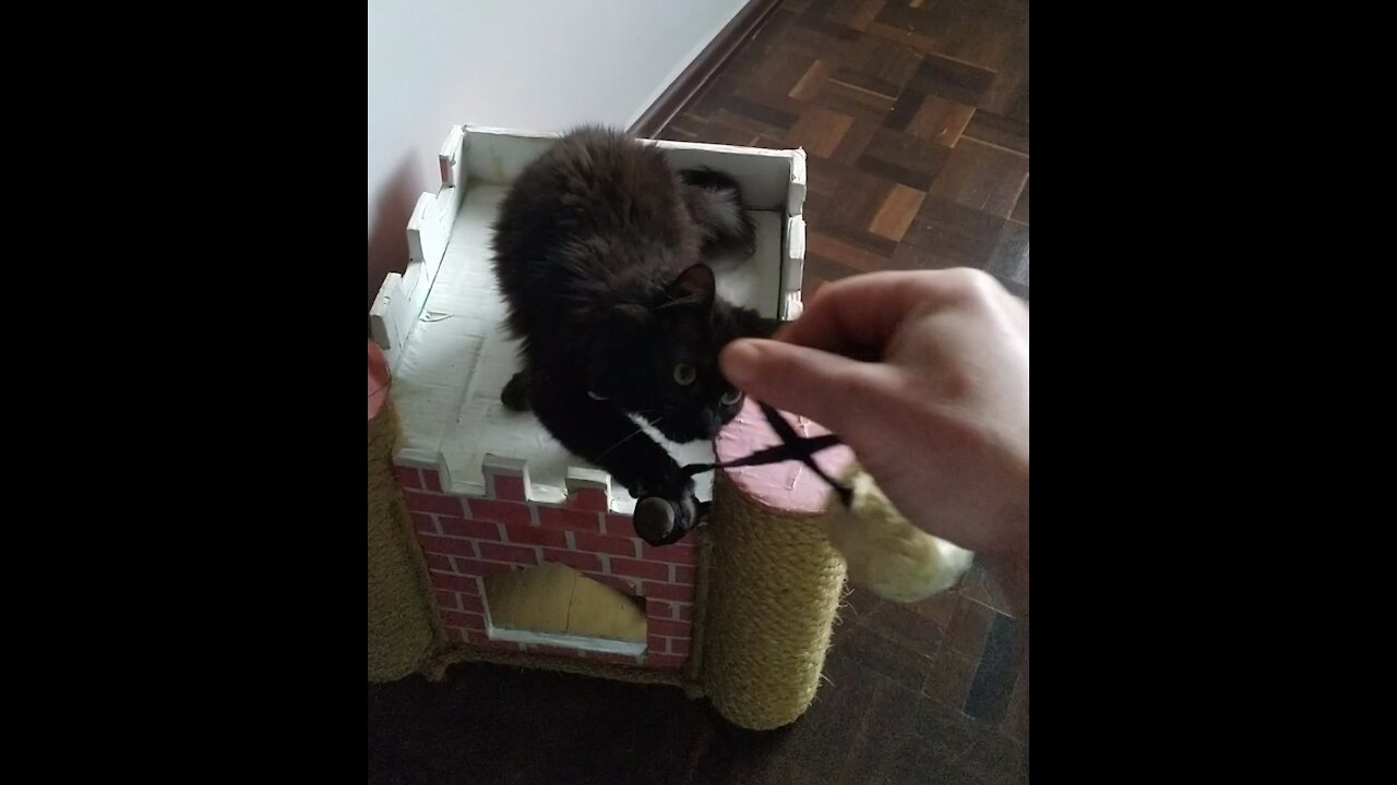 playing with the black cat