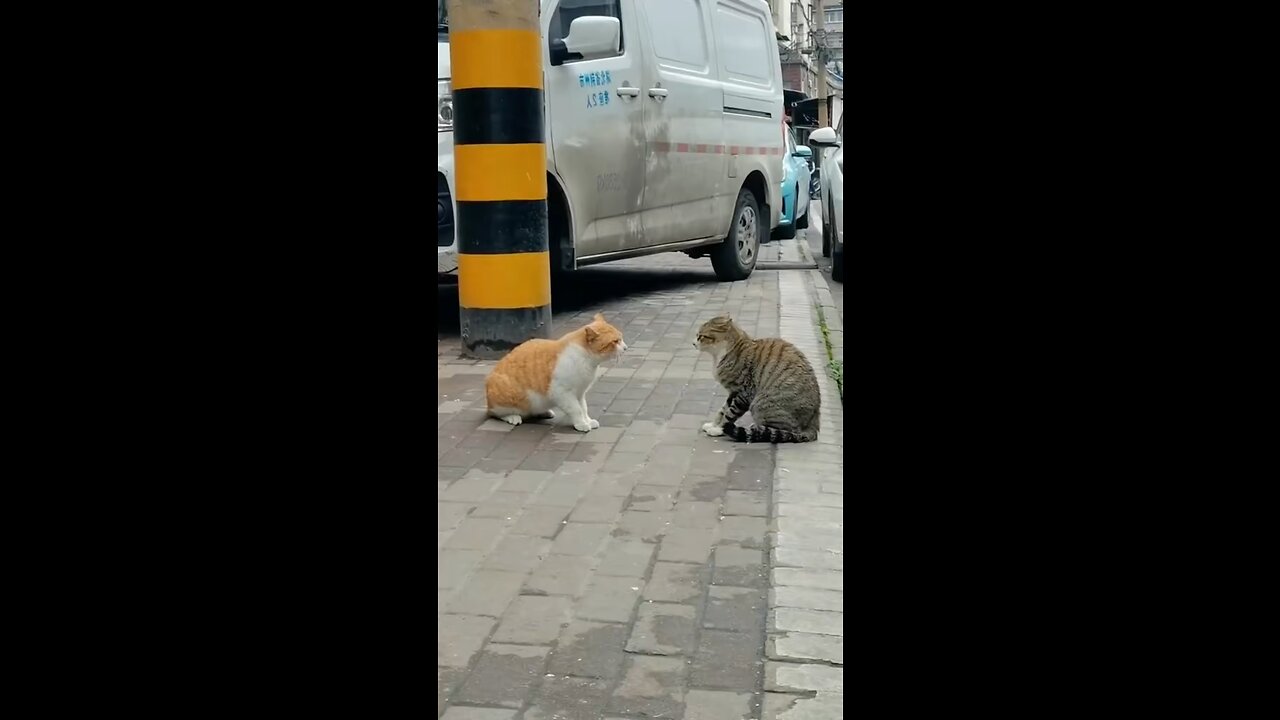 Cats fight video