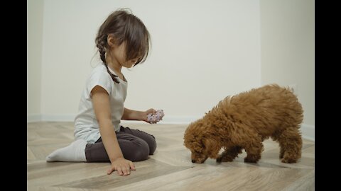 BABY AND DOG HAVING A GOOD TIME TOGETHER