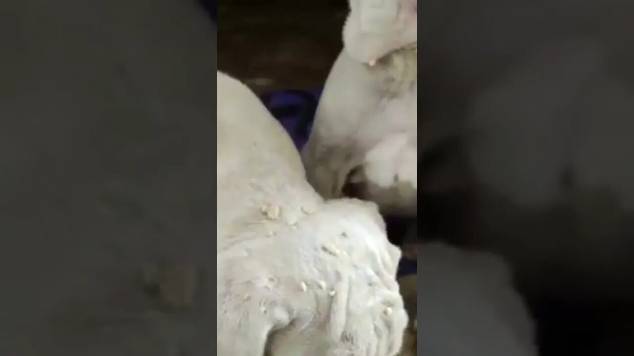 cute puppies. #shorts