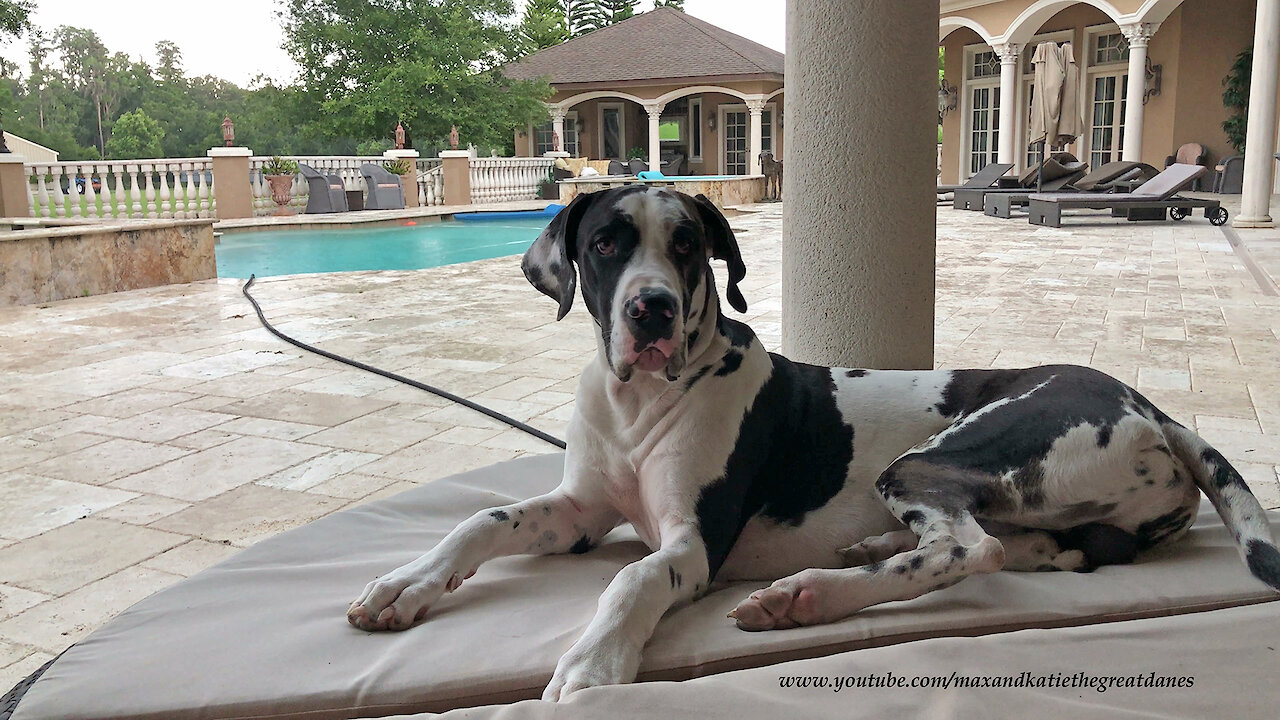 Great Dane Puppy Relaxes and Plays During a Florida Thunderstorm