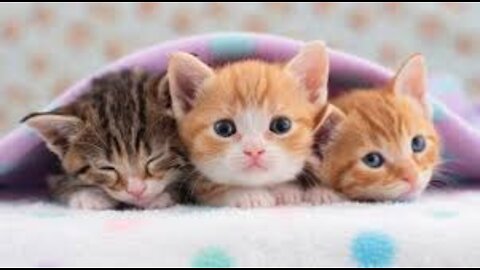 Try Not To Laugh Animals Funny Cats Videos 2022 Funniest Compilation #03 | Cute Animals
