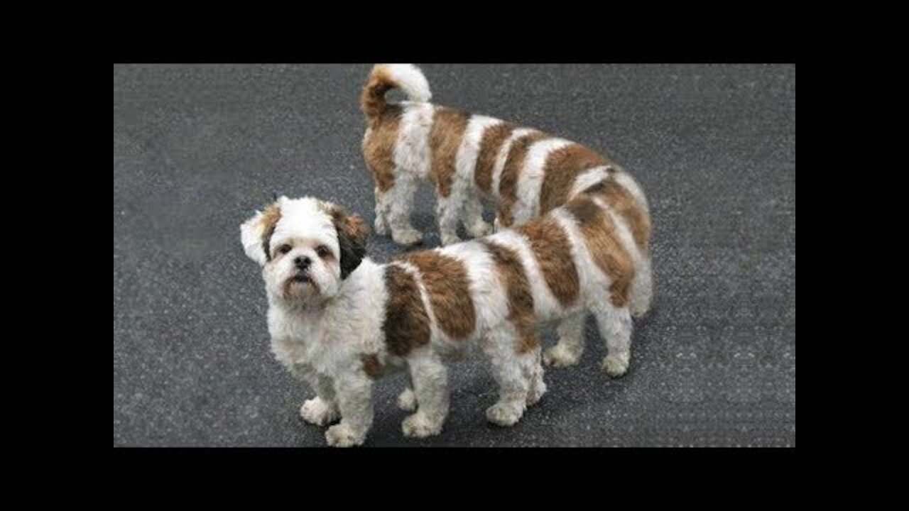 Compilation of cute pets and funny animals, try not to laugh, try not to think it's cute