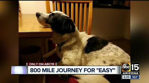 Woman travels 800 miles searching for missing dog, last scene near Globe